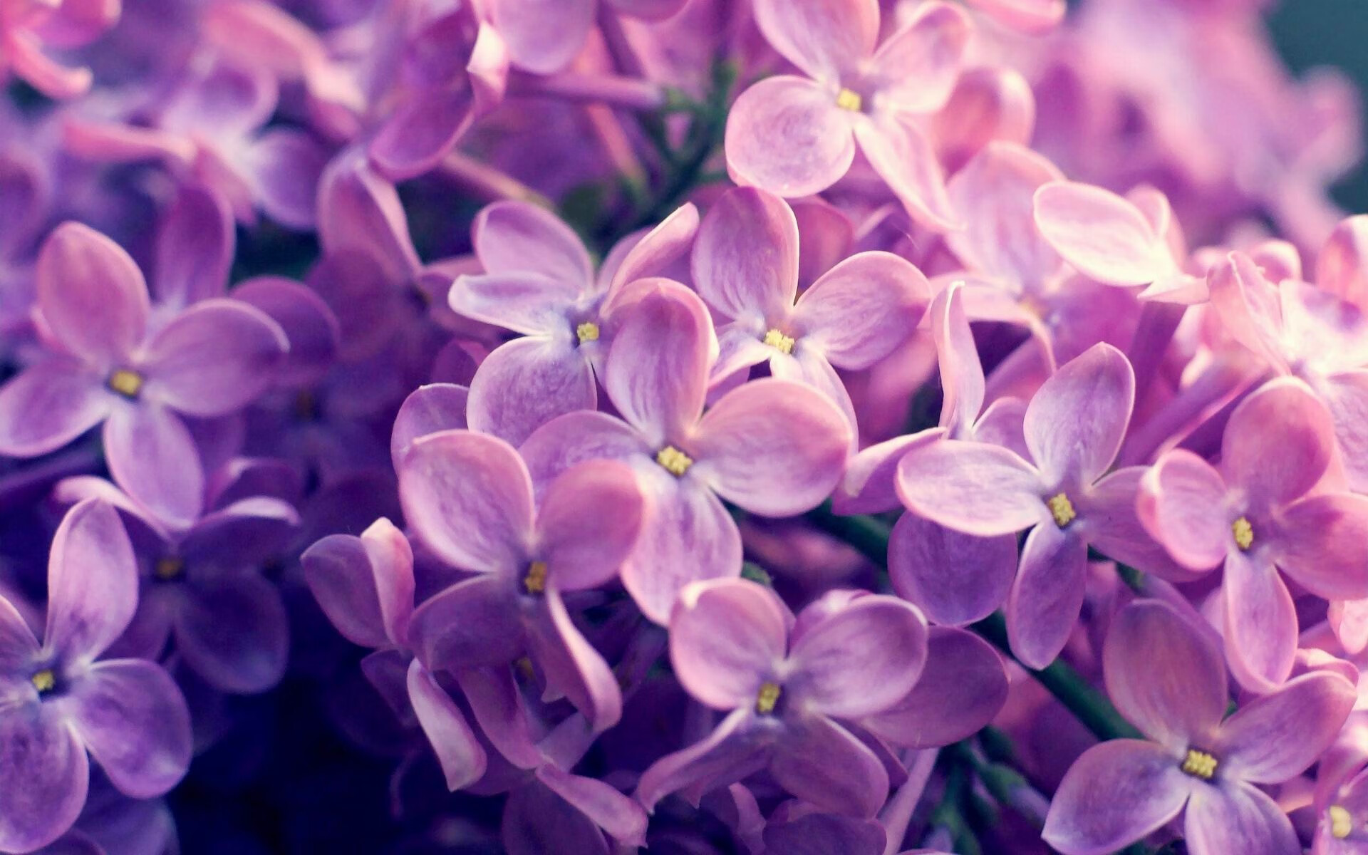 库里三分雨浇灭东北虎，猛龙客场大胜吉林获连胜