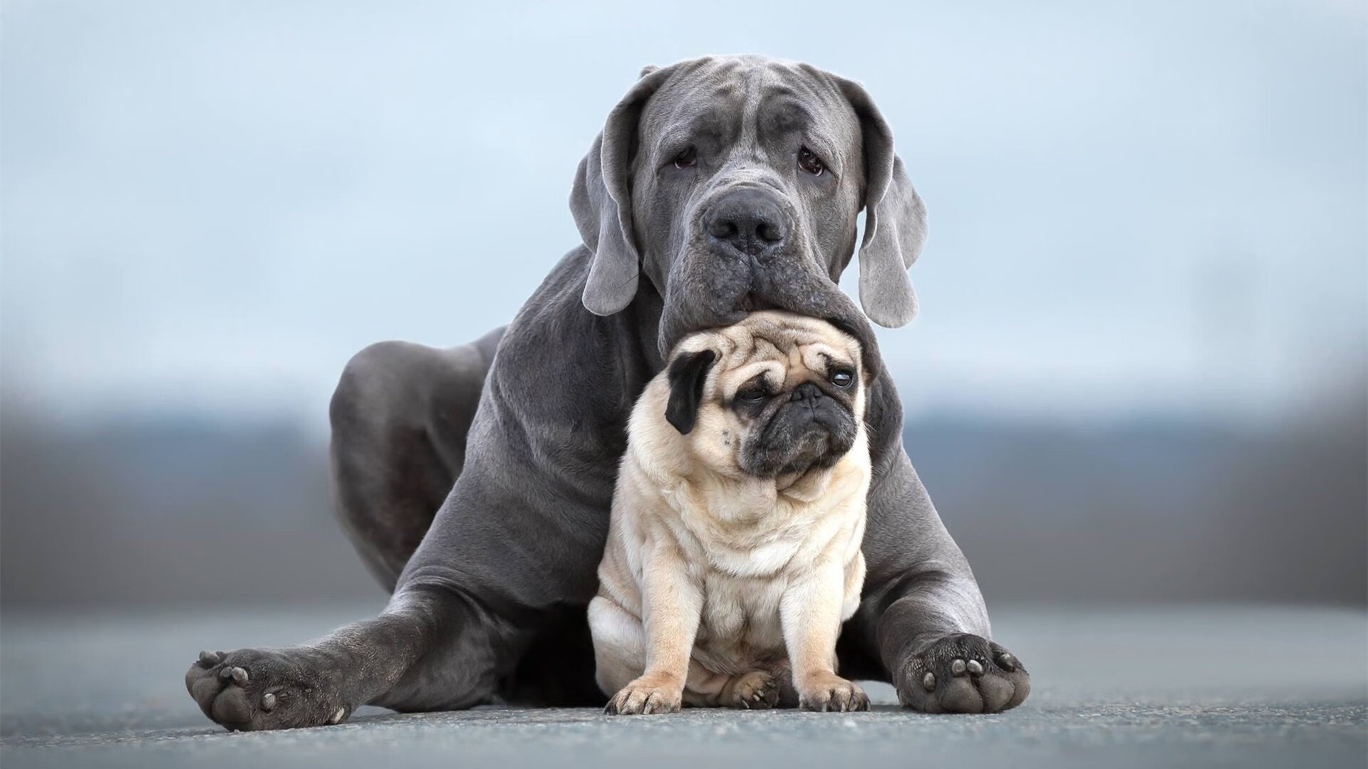 开云体育2026-门神降临，当库尔图瓦穿越时空，在新西兰与哥斯达黎加的生死战中改写命运