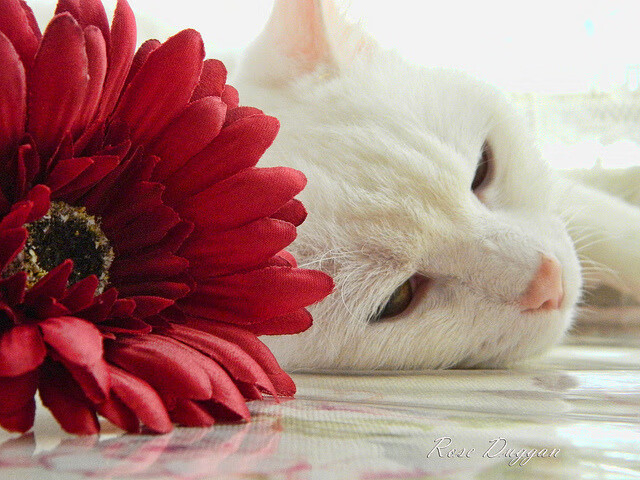 文艺复兴的现代演绎，佛罗伦萨艺术足球如何以战术编织力压制塞内加尔野性力量