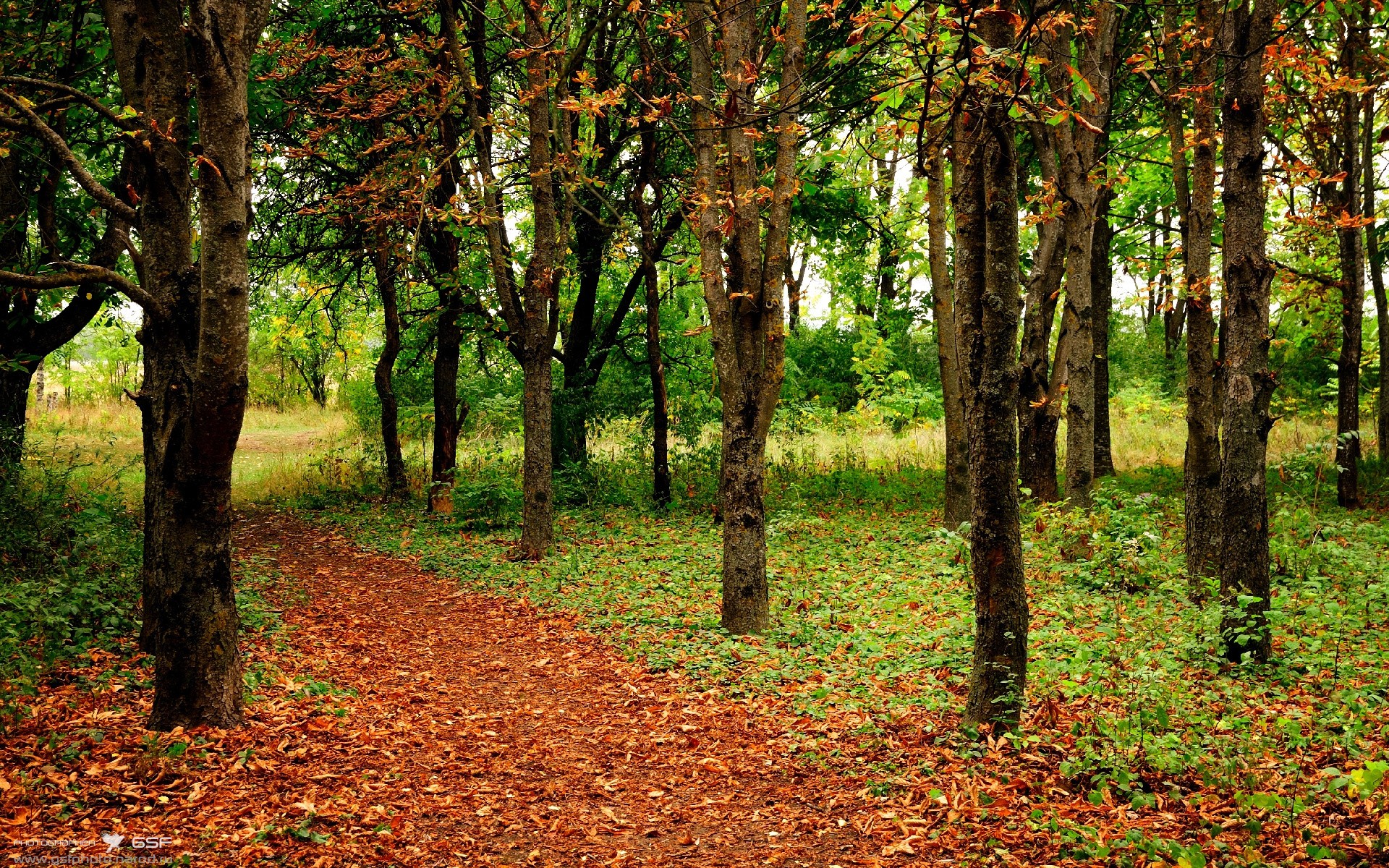 开云体育在线-非洲雄狮的觉醒，奥斯梅恩爆发引领几内亚逆转，书写历史新章