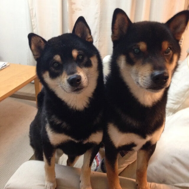 西决生死战之夜,重剑无锋,范弗利特的舞台越大越强