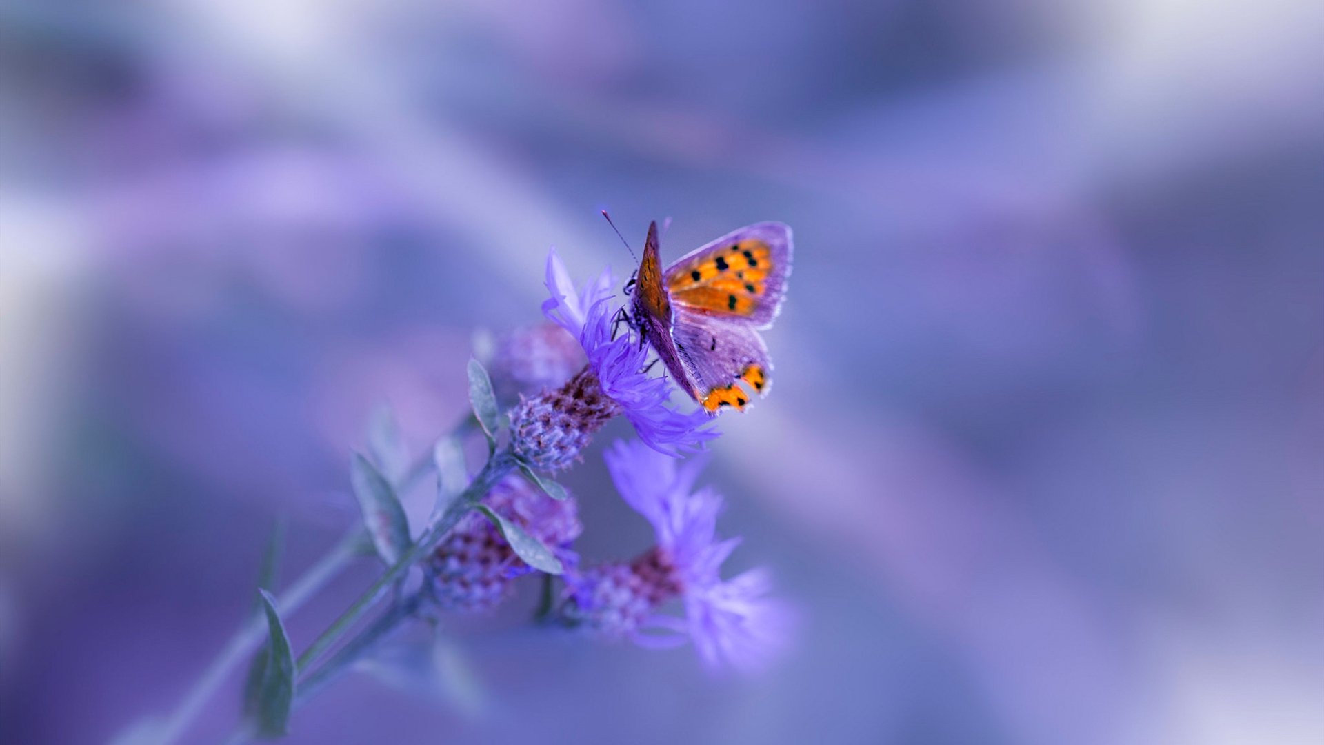 开云体育平台APP-竞技场，他以战为笔，重写世界排名争夺的剧本