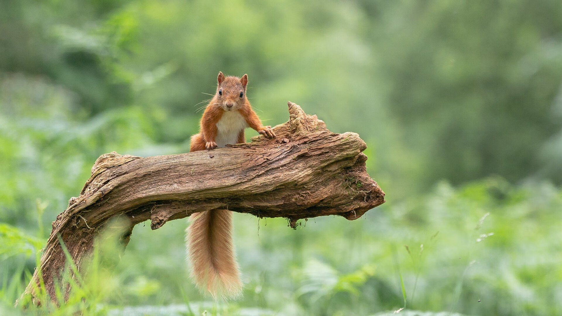 如果山西队站在NBA总决赛—一场平行宇宙的焦点战