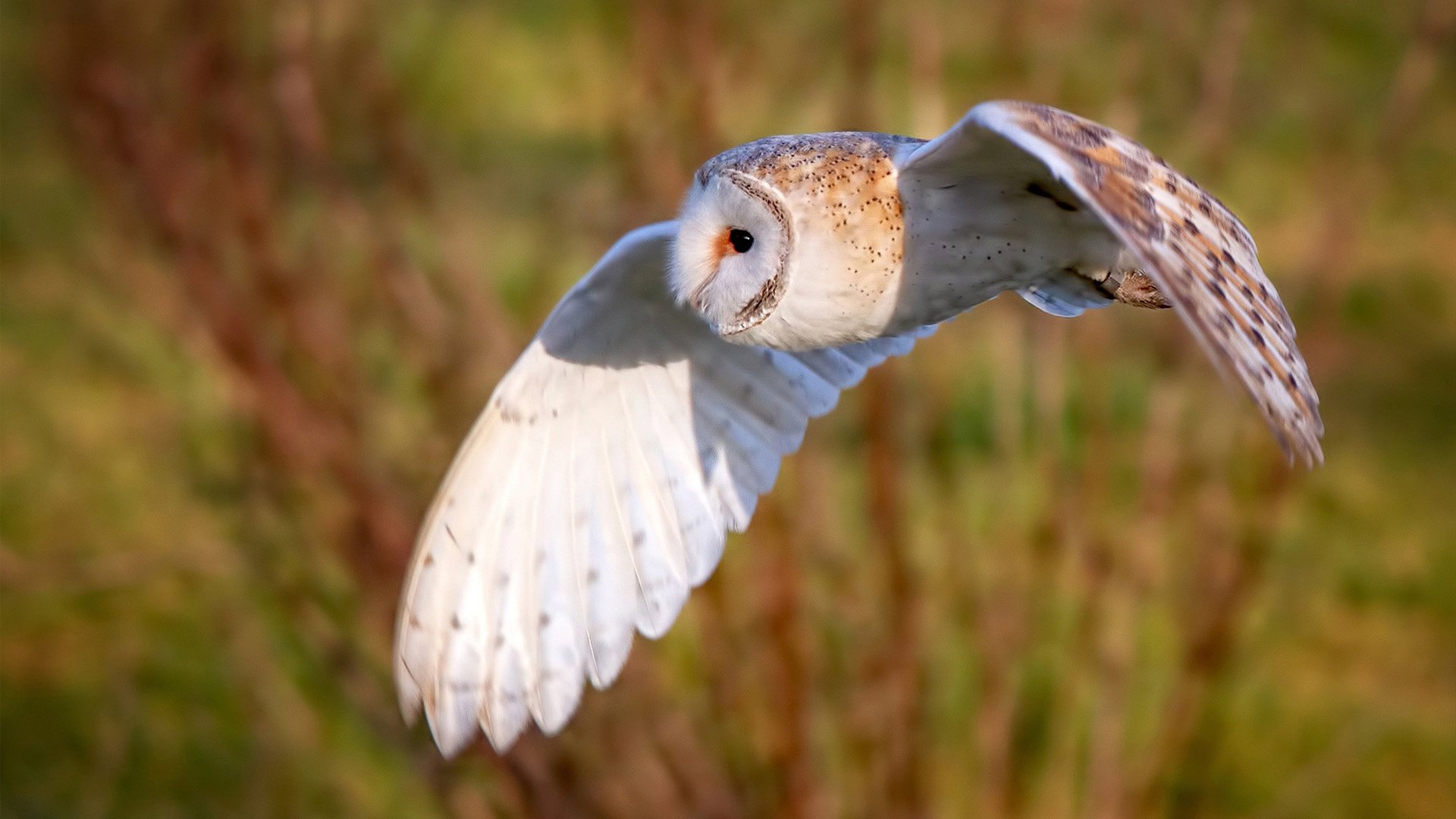 逆流之战，绿茵场上的乌克兰风暴
