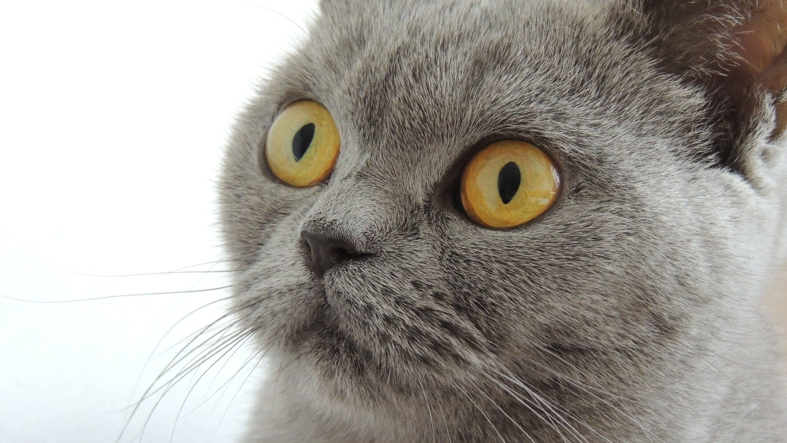 开云体育在线-三度挥戈终破敌阵！国际米兰淘汰里昂，荷兰飞翼阿克关键进球定乾坤