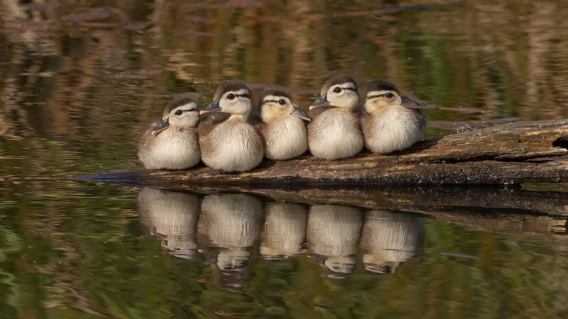 终场绝响,拉梅洛·鲍尔定义英雄时刻,上海队险胜雷霆
