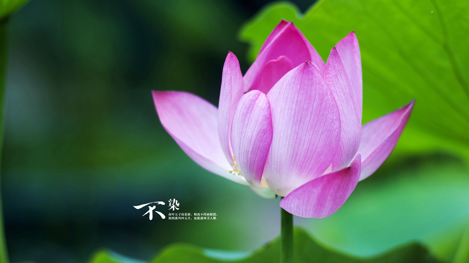 节奏大师的终章，一双球鞋在玻利维亚高原的独白